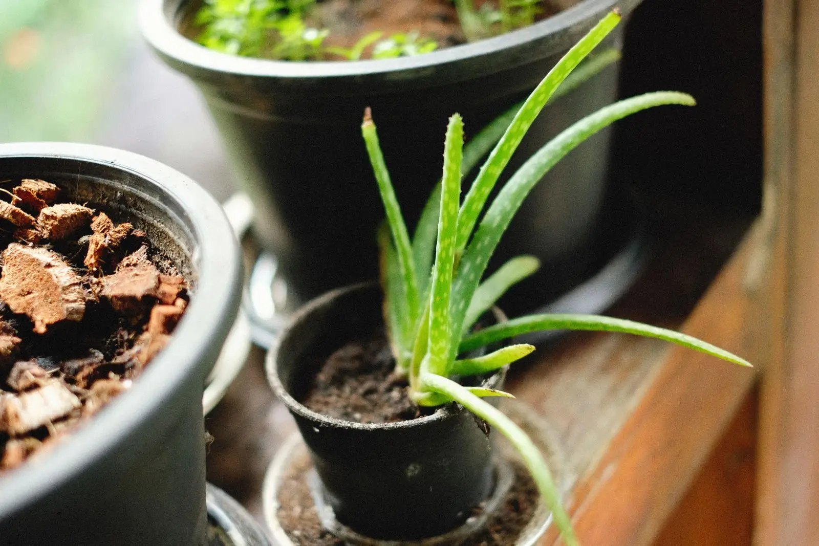 Aloes w doniczce