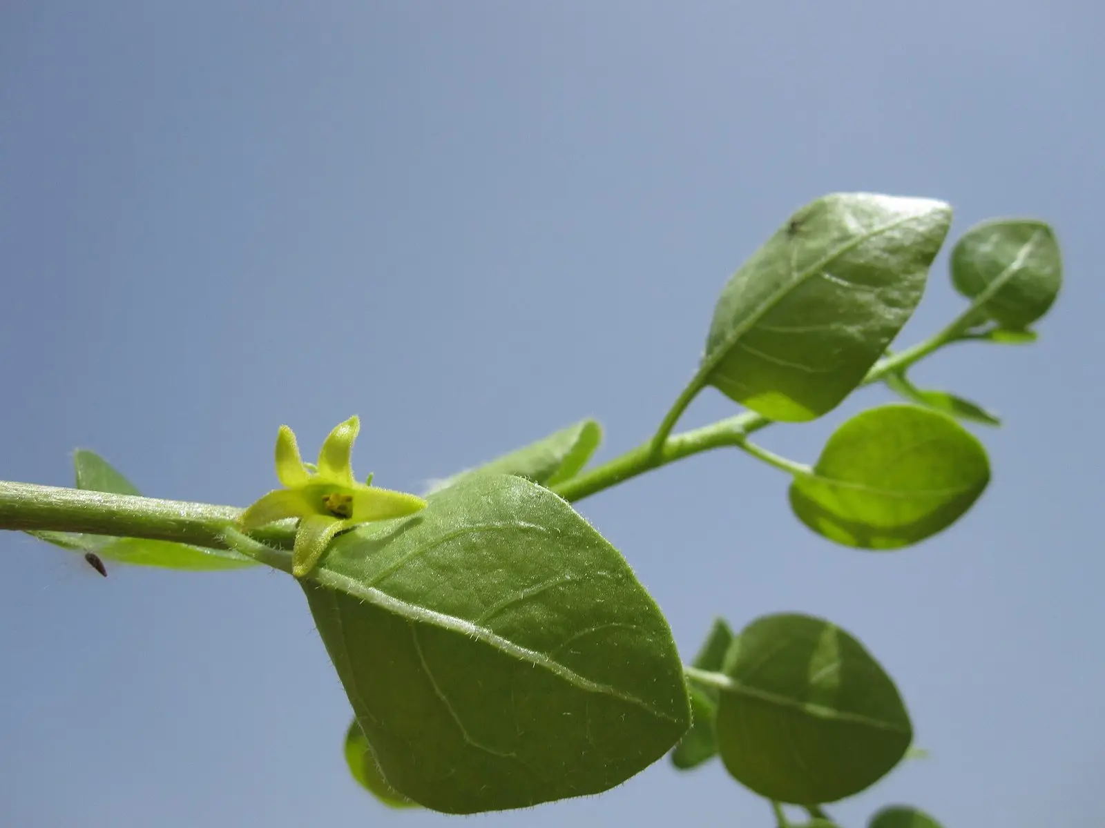 Ashwagandha (witania ospała)