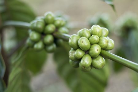 zielona kawa, kwas chlorogenowy