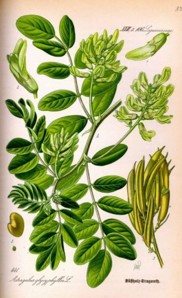 Astragalus, traganek, odporność