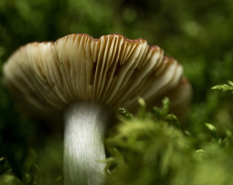 Mycelium Strzępka Grzybni i Mikrobiota Jelitowa: Związek między Zdrowiem Układu Pokarmowego a Grzybami